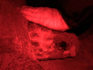 Danielle on night survey after nesting