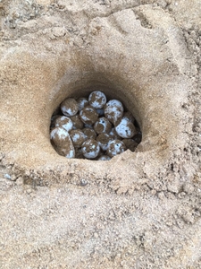 Eggs in a relocated sea turtle nest