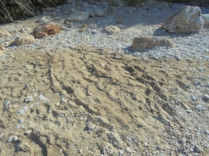 Emergence on Kanali beach June 2015