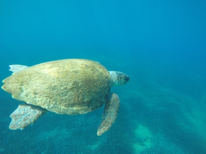 Esme swimming in Kefalonia Esme swimming in Kefalonia