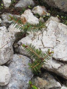 Greek fir <i>Abies cephalonica seedlings