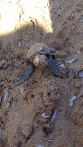 Hatchling Argostoli 2