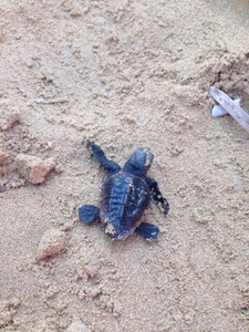 Hatchling Argostoli