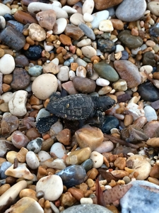 Hatchling crawling across a pebbly beach