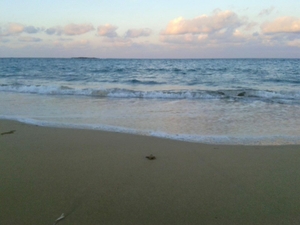 Hatchling crawls to the sea in Skala, Kefalonia