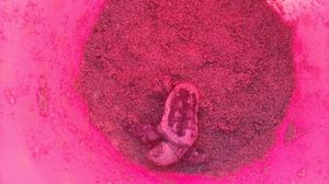 Hatchling in bucket