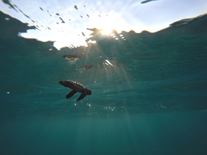 Hatchling swimming in sea Hatchling swimming in sea