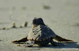 Sea turtle hatchling