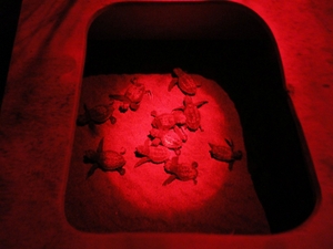 Hatchlings rescued from light pollution Hatchlings rescued from light pollution
