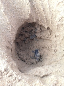 Hatchlings within egg chamber Hatchlings within egg chamber
