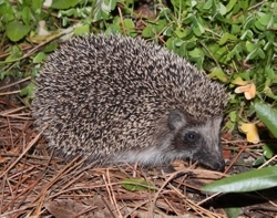 Hedgehog