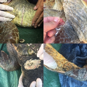 Injuries found on sea turtles