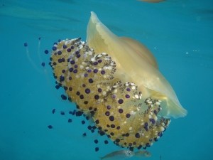 Young fish find shelter under a jelly-fish Young fish find shelter under a jelly-fish