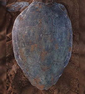 largest nesting female lixouri 92cm largest nesting female lixouri 92cm