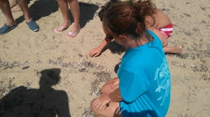 Laura Devine with hatchling going to sea