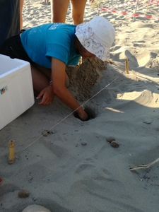 Laura Wade relocating a sea turtle nest