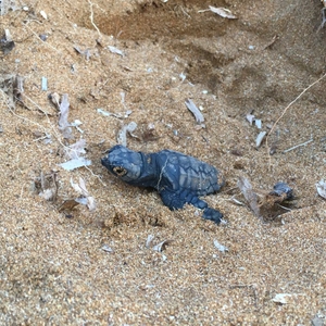 Lixouri Hatchings in August