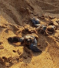 Lixouri Hatchling