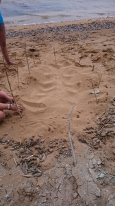 Lixouri nest in July 2016