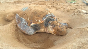 Loggerhead Nesting Loggerhead Nesting
