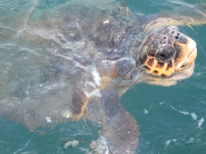 Loggerhead sea turtle swimming in Argostoli