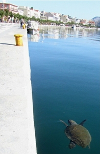 Loggerhead sea turtle swimming along the pedestrian walkway