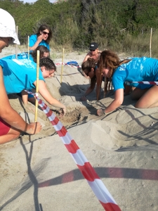 Looking for sea turtle eggs