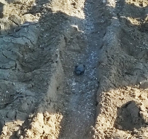 Lourdas Hatchling in a trench