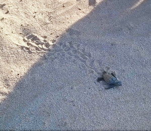 Lourdas Hatchling