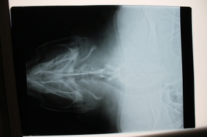 Male turtle with fishing line throat