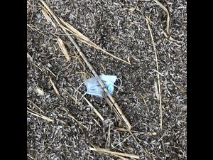 mask litter mask litter