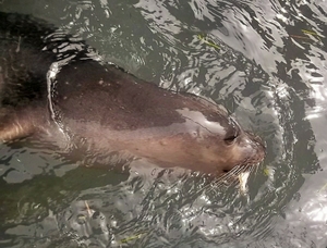 A monk seal in the Argostoli harbor