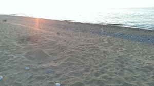 Nest in Skala late June 2015