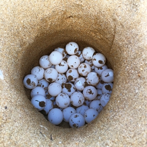 New eggchamber of relocated eggs