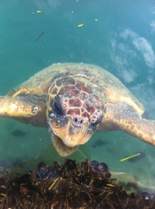 one of the sea turtles in the harbor