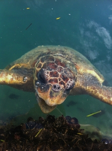 one of the sea turtles in the harbor one of the sea turtles in the harbor