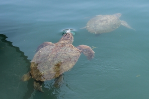 A pair of Argostoli Harbour sea turtles interacting A pair of Argostoli Harbour sea turtles interacting