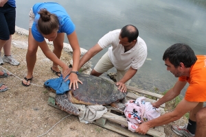 Preparing a sea turtle for release