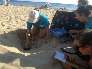 Relocating a nest on Ammes beach