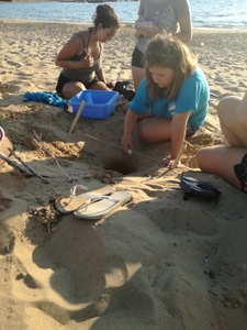 Relocating a sea turtle nest