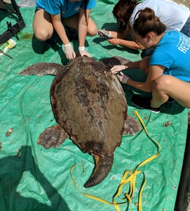 Researchers tagging male sea turtle in Argostoli harbour Researchers tagging male sea turtle in Argostoli harbour