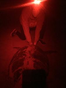 Restraining a turtle during night survey