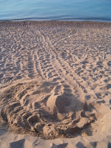 Sea turlte emergence and nest on the beach Sea turlte emergence and nest on the beach