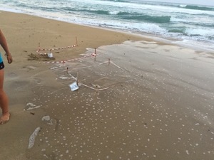 Sea turlte nests inundated by the storm