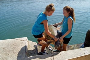 Sea turtle Artemis taken out of the sea