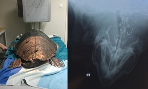 Sea turtle Bulbious and X-ray with fishing hooks