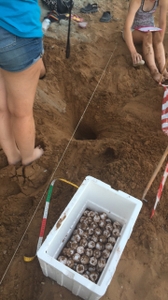 Sea turtle eggs in relocation cooler