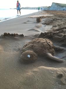 Sea turtle in the sand