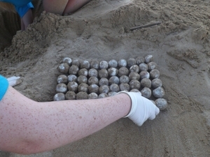 Sea turtle nest excavation (Laura)