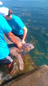 Sea turtle rehab